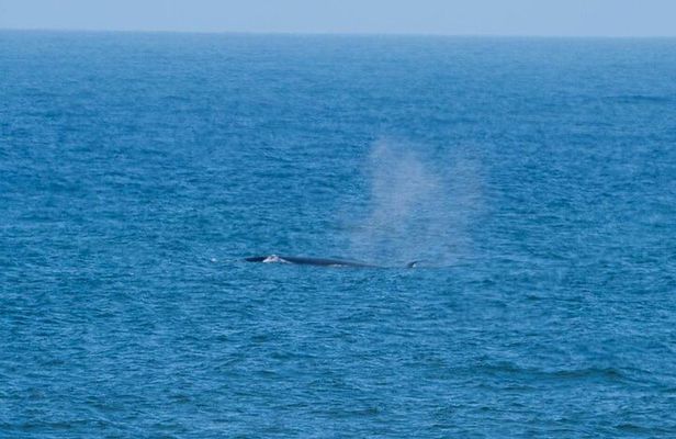 Marine Dune Day: Catamaran Cruise and Sandwich Harbor Dune Drive
