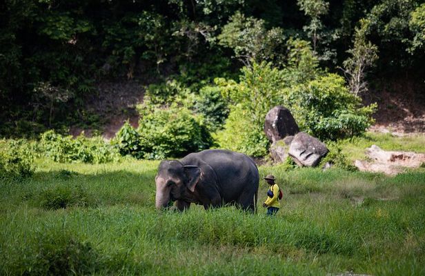 Walk and Feed at Bukit Elephant Park Phuket