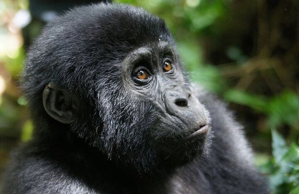 Bwindi Mountain Gorilla Trekking