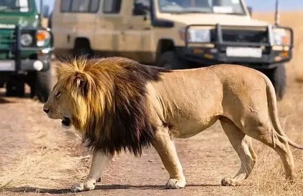 Day trip Safari to Mikumi National Park