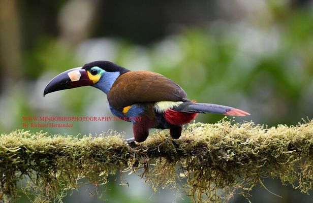Bird Photography Tours - Ecuador & Mindo by Richard Hernandez