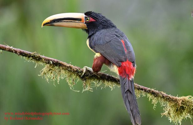 Bird Photography PrivateTour 2DAYS- Mindo Area- Richard Hernandez