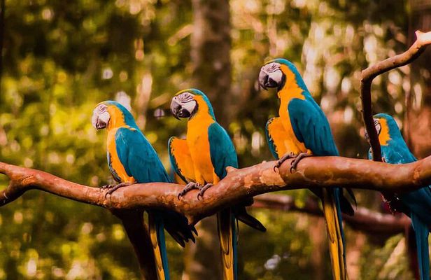 Explore Parque das Aves with a Guided Tour VIP