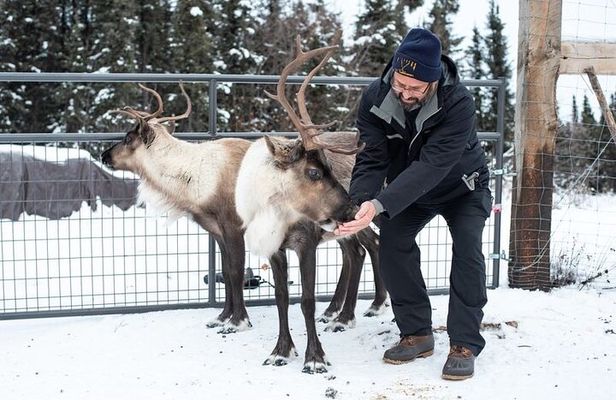 Reindeer Meet and Greet