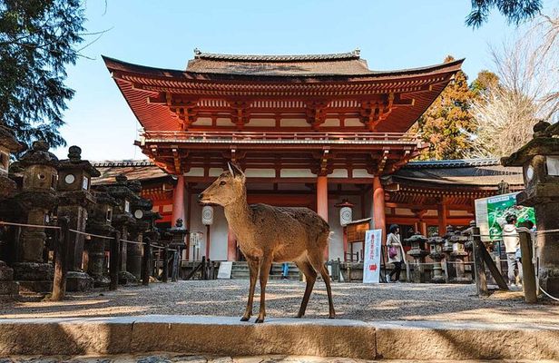 Exclusive Luxury Day Tours Serene Nara