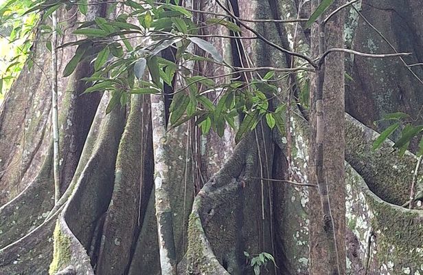 Amazon Paradise 3 Days and 2 Nights Ecolodge