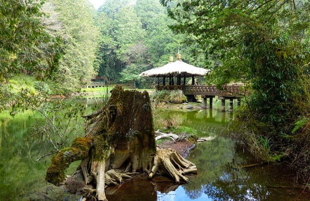 Alishan Join-in Day Tour from Taichung (Incl. Park Entrance)