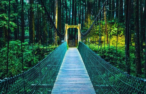 Alishan Join In Day Tour from Taichung (Incl. Park Entrance)