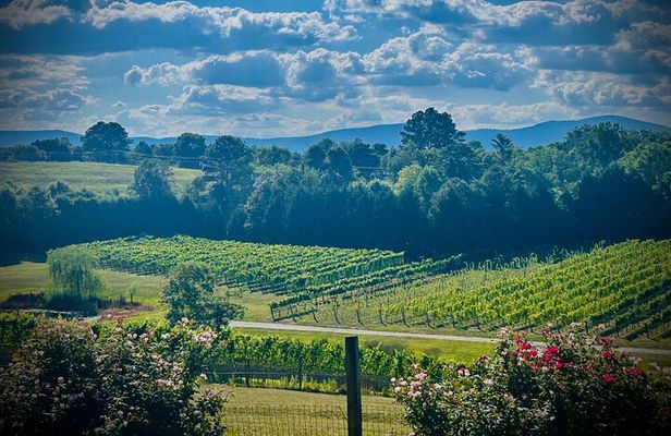 Three Vineyards Half Day Private Wine Tour From Asheville