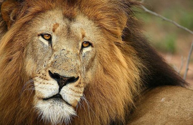 Aquila Big 5 Safari: Exclusive Wildlife Tour & Park Fee included