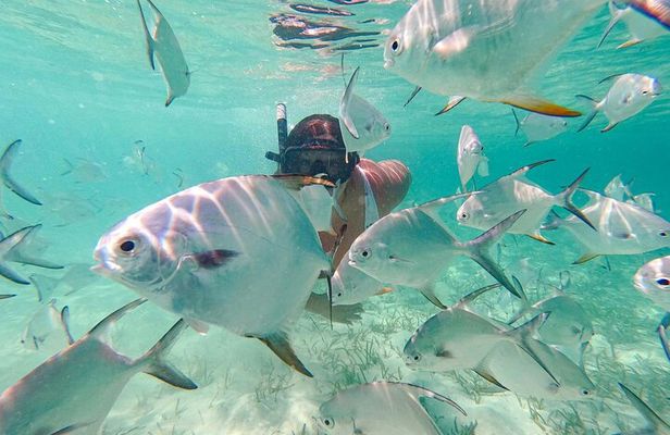Punta Cana Coral Reef Restoration & Snorkelling Experience