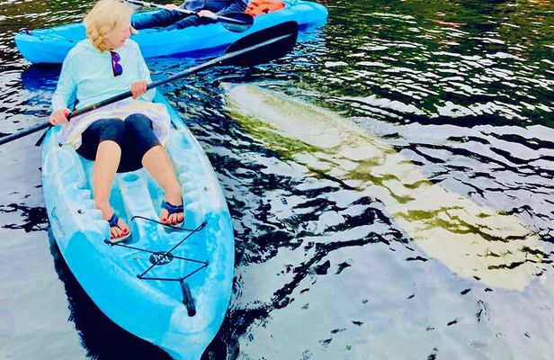 Dolphin, Manatee and Sea Turtle Kayak Adventure