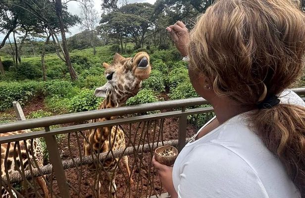 Giraffe Centre and Bomas of Kenya from Nairobi