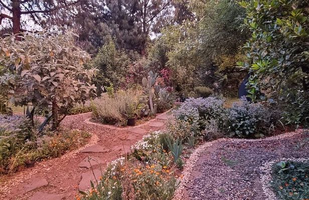 Urban Orchard in Desierto de los Leones in Mexico City