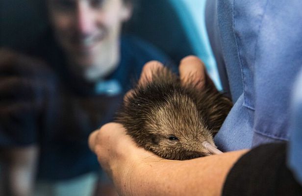 National Kiwi Hatchery - Kiwi Encounter Guided Tour