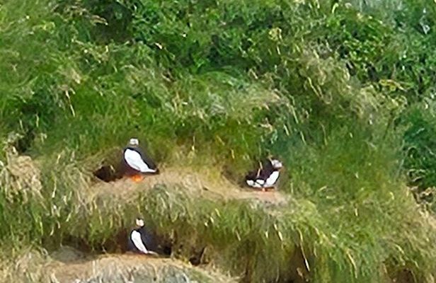 Sightseeing Around Nólsoy to see Puffins
