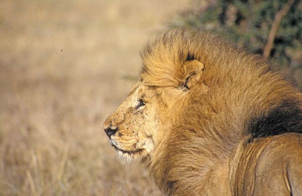 5 Hour Game Drive To Nairobi National by 4*4 Jeep