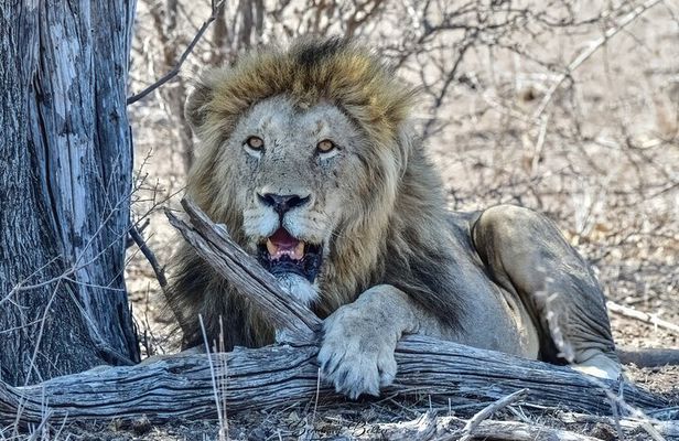 2 Day Kruger Safari from Johannesburg – Budget Fly in