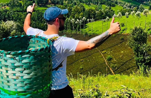 Full Day Shared Purple Tea Farm Experience