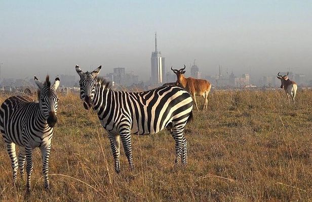 Nairobi National Park Half-Day Tour