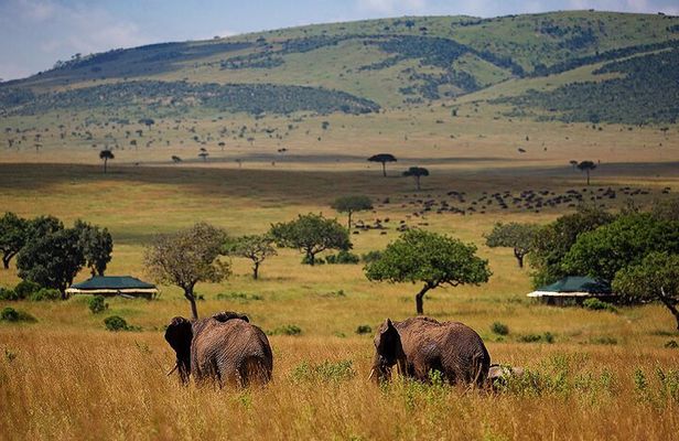 3 Days 2 Nights Maasai Mara National Reserve Joining Safari