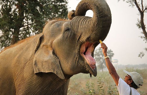 From Delhi: Sunrise Taj Mahal tour with Elephant Conservation
