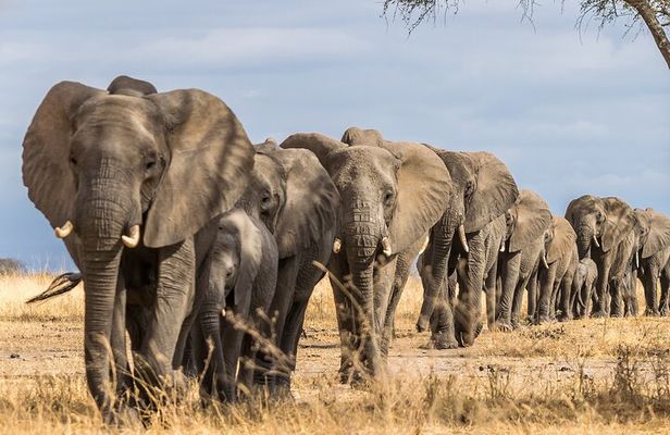 Tarangire National Park and Maasai Village Safari Tour