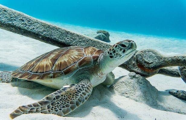 Turtle Swim at TurtleBay visit Flamingos & KnipBeach Safari Truck