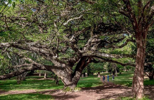 Day Tour to Nairobi Arboretum and Nairobi National Museum