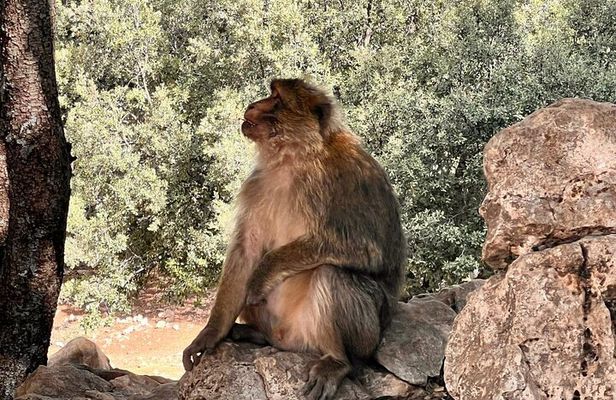 4 Day Fez Middle Atlas Immerse Yourself in Nature and Culture