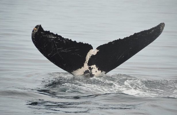 Private Tour 3 Hours of Whale Watching
