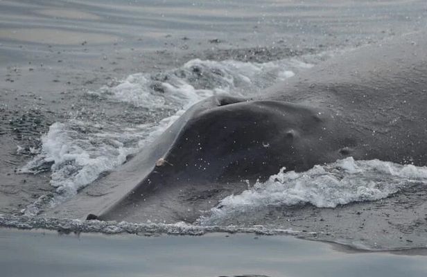 Private whale watching in Puerto Vallarta for 3 Hours
