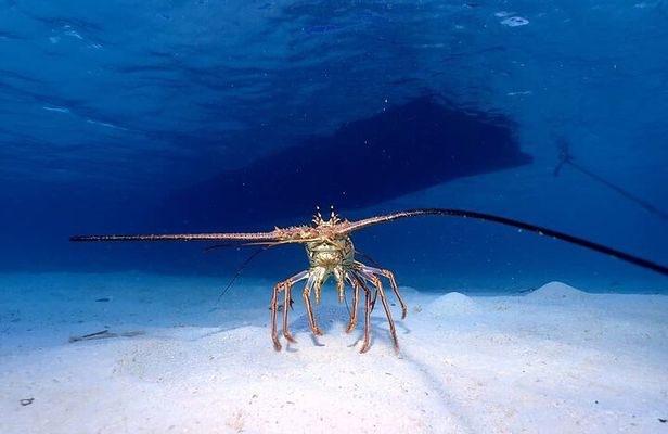 1 Stop Snorkel Adventure with Beach Break