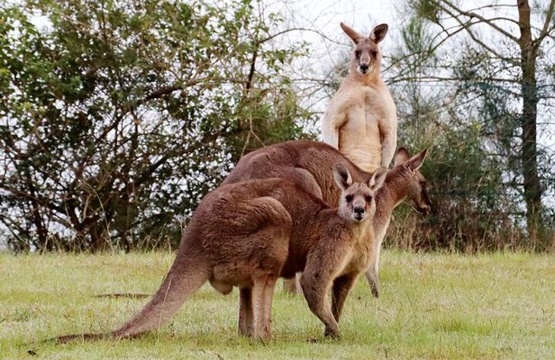 Wild Kangaroos, Blue Mountains and a Cruise