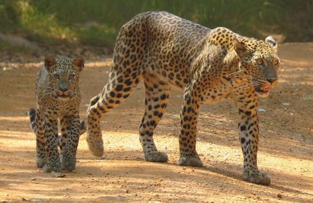 Wilpattu National Park | Private Safari Tours