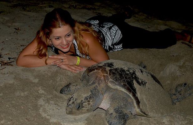 Turtle Camp Puerto Vallarta baby releasing and females laying egg