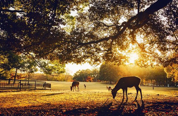 Private Japanese Ancient Tour from Kyoto to Nara