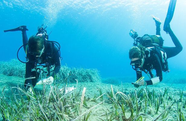 Research diving with a Marine Biologist in Crete