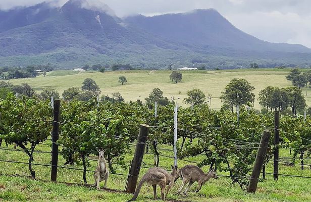 Private Hunter Valley Wine Tasting Tour from Sydney
