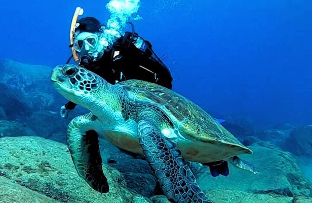 First-Time Scuba Dive – Turtle Habitat, Small Groups, Costa Adeje