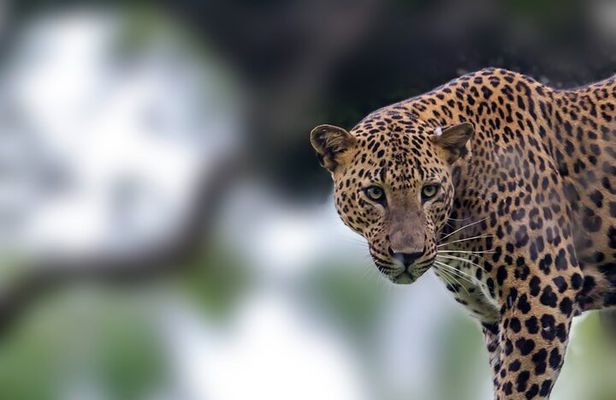 Yala Safari Day Trip from Mirissa/Weligama/Galle/Tangalle areas