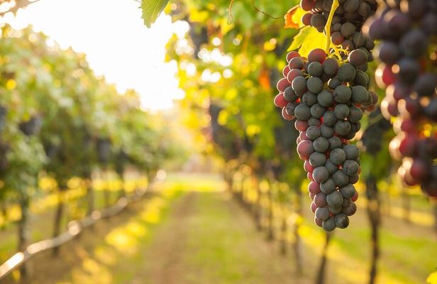 Rome Countryside Vineyards and Wine Tasting - Private Tour