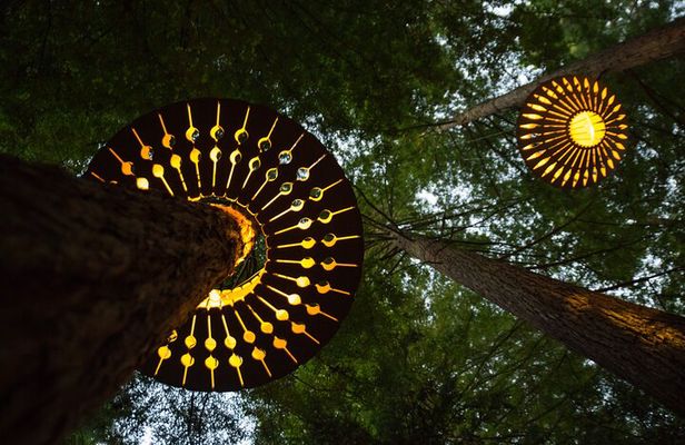 3 Hours Redwoods Adventure