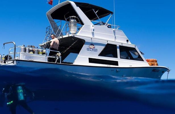 Premium Afternoon Scuba Charter for All Certified Diver Levels