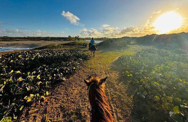 Sunset Horseback Ride at Macao Beach & Forest with Transfers