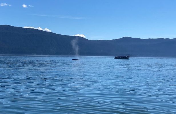 Mendenhall Glacier Waterfall and Whale Watching Tour