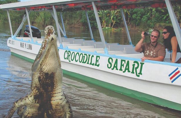 Crocodile Safari Expedition & Carara National Park. Private Tour