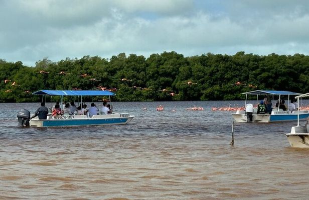 Boat tour through the mangroves of Celestún and Playa from Merida
