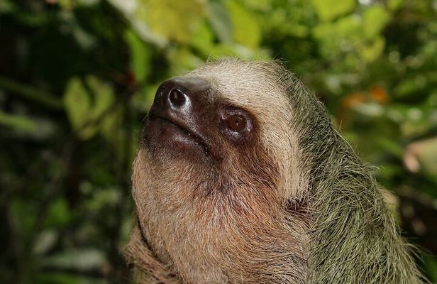 Private tour Arenal Volcano