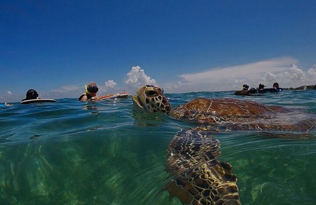 Private Experience in Akumal with Snorkeling 